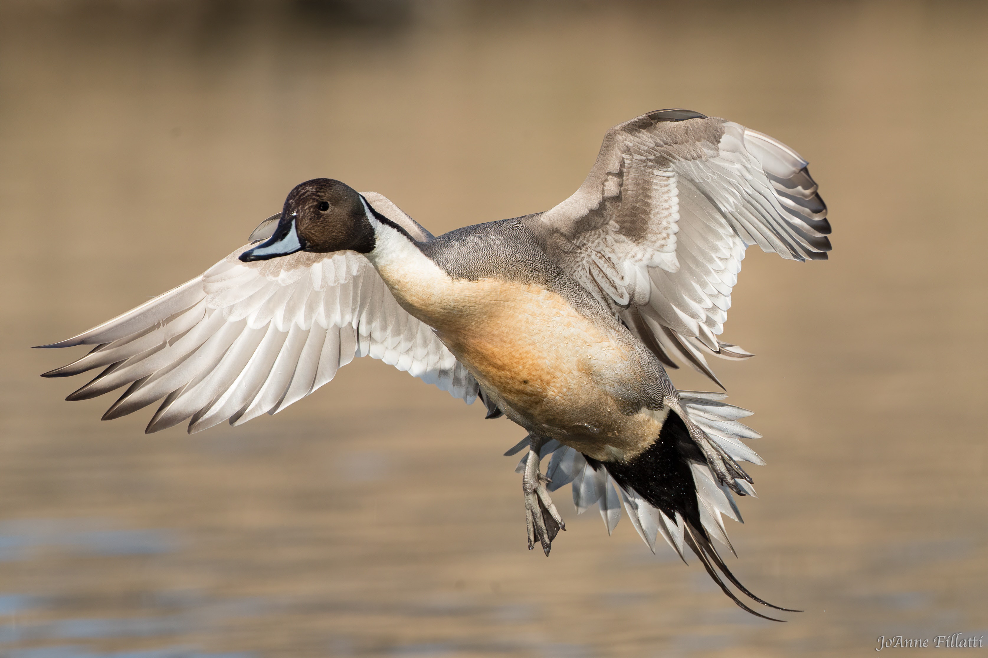 bird of british columbia image 38